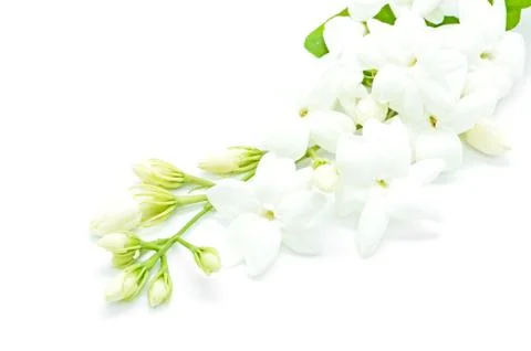 Jasmine Stock Photos