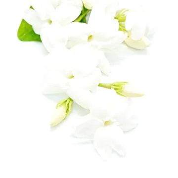 Jasmine Stock Photos