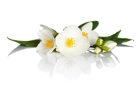 Jasmine Stock Photos