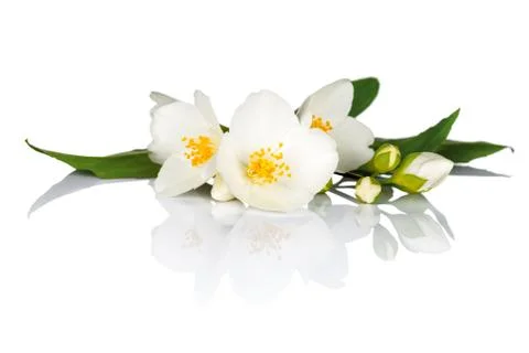 Jasmine Stock Photos