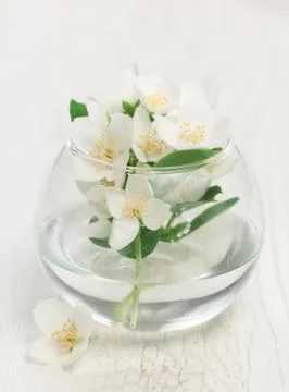 Jasmine Stock Photos