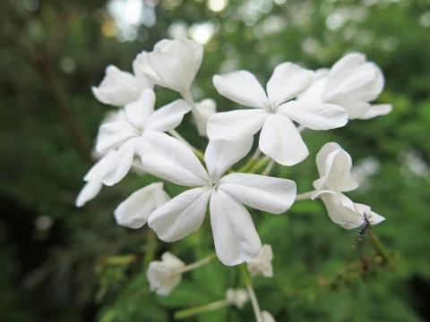 Jasmine 库存照片