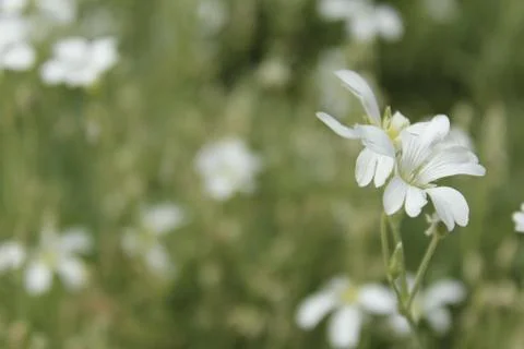 Jasmine Stock Photos