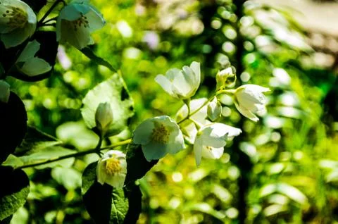 Jasmine Stock Photos