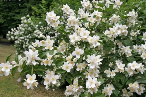 Jasmine. Stock Photos