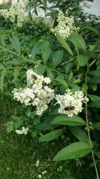 JASMINE Stock Photos