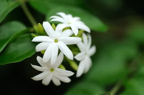 Jasmine 写真素材