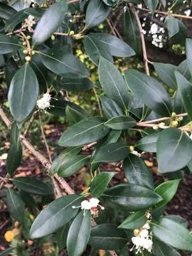 Jasmine Stock Photos