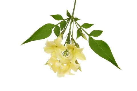 Jasmine Stock Photos