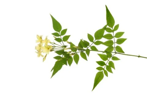 Jasmine Stock Photos