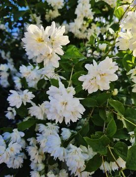 Jasmine Foto stock