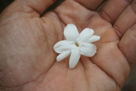 Jasmine Stock Photos
