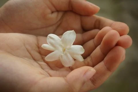 Jasmine Stock Photos