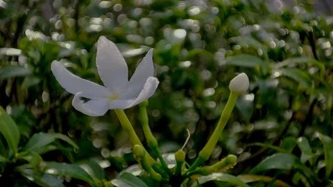 Jasmine Stock Photos