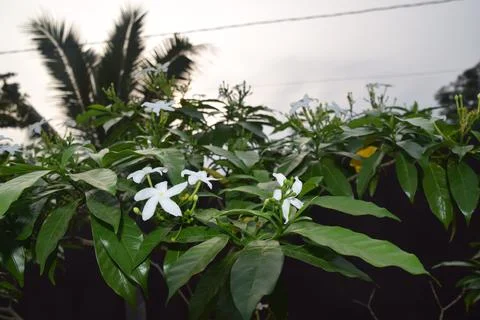Jasmine Stock Photos