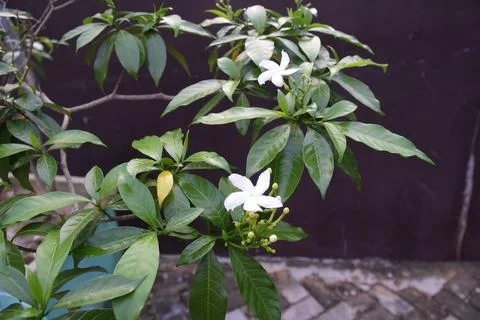 Jasmine Stock Photos