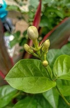 Jasmine Stock Photos