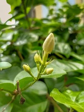 Jasmine Stock Photos