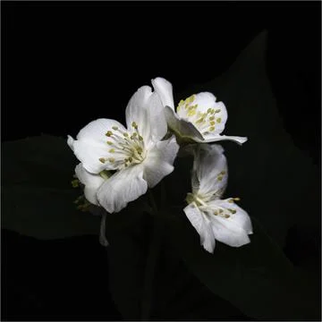 Jasmine Stock Photos