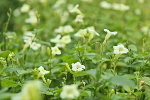 Jasmine Foto stock
