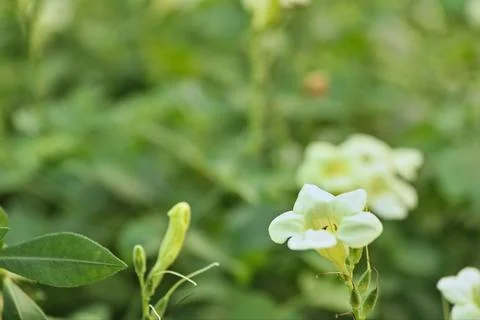 Jasmine Stock Photos