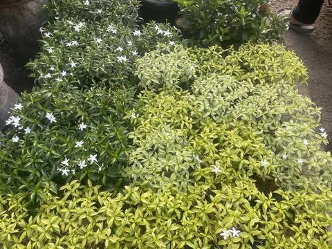 The  jasmine Stock Photos