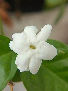 Jasmine Stock Photos