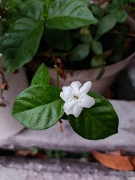Jasmine Stock Photos