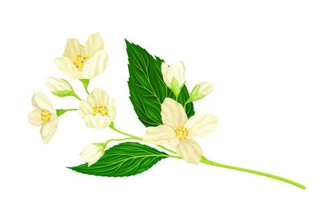 Jasmine Plant Specie on Stem with White Fragrant Flowers Closeup View Vector Stock Illustration