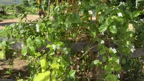 Jasmine Plants Stock Footage 336781560