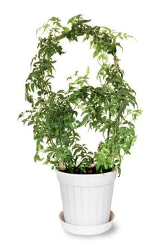 Jasmine polyanthous Stock Photos