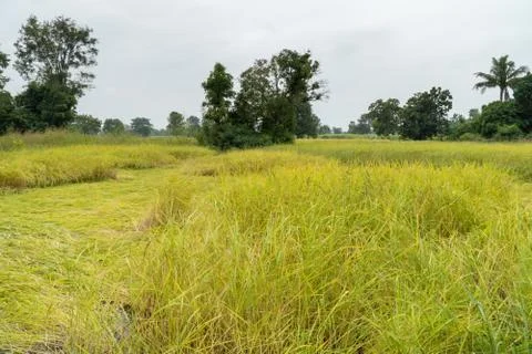 Jasmine rice field that was blown by the wind before harvest. Stock Photos