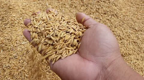Jasmine rice seed Video stock 22001510