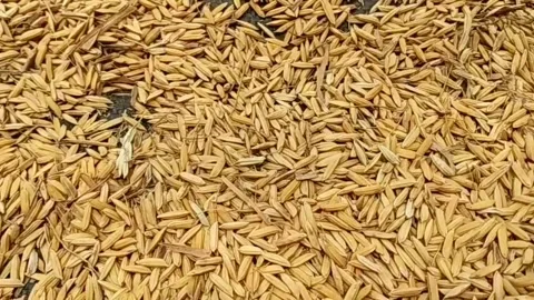 Jasmine rice seed Stock Footage 146692430