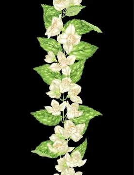 Jasmine seamless vertical line element in vertical branch with flowers and le Stock Illustration