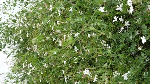 Jasmine Slow motion Stock Footage 157444744