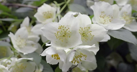 Jasmine is small tree that bears fragrant white flowers. Video stock 244947988
