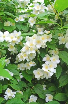 Jasmine spring flowers Foto stock