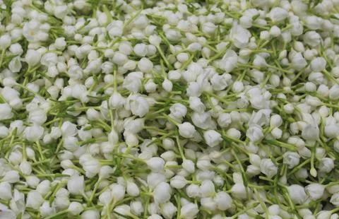 Jasmine stack Stock Photos