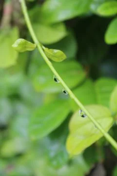 Jasmine stem Stock Photos