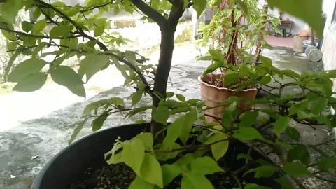 Jasmine tree in a pot in front of the house Stock Footage 220591175
