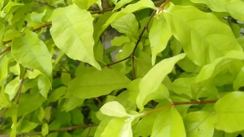 Jasmine tree with thick leaves Stock Footage 220591206