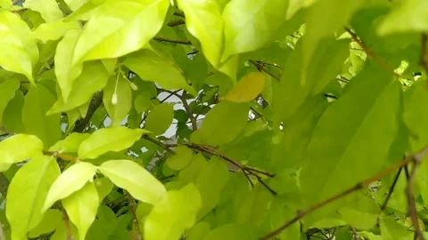 Jasmine tree with thick leaves Stock Footage 220592728