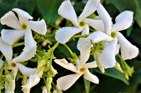 JASMINE UPCLOSE 1 Fotos Stock