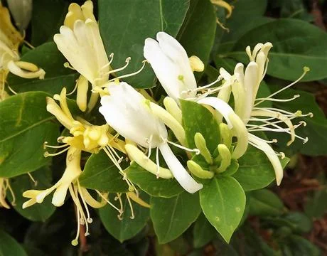 JASMINE UPCLOSE 2 Fotos Stock
