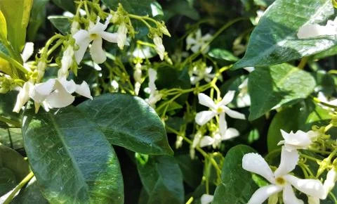 JASMINE UPCLOSE 3 Fotos Stock