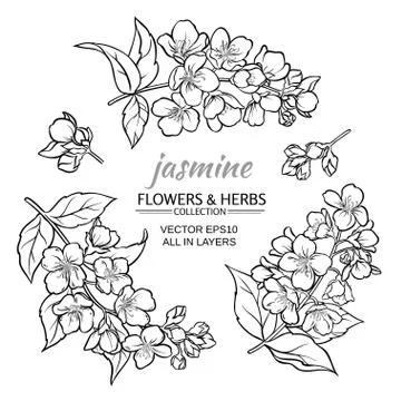 Jasmine vector set Stock Illustration