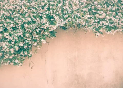 Jasmine on the wall. Stock Photos