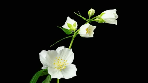 Jasmine White Flowers Open in Time Lapse on a Black Background and Wilt Soon Vidéo 196118402