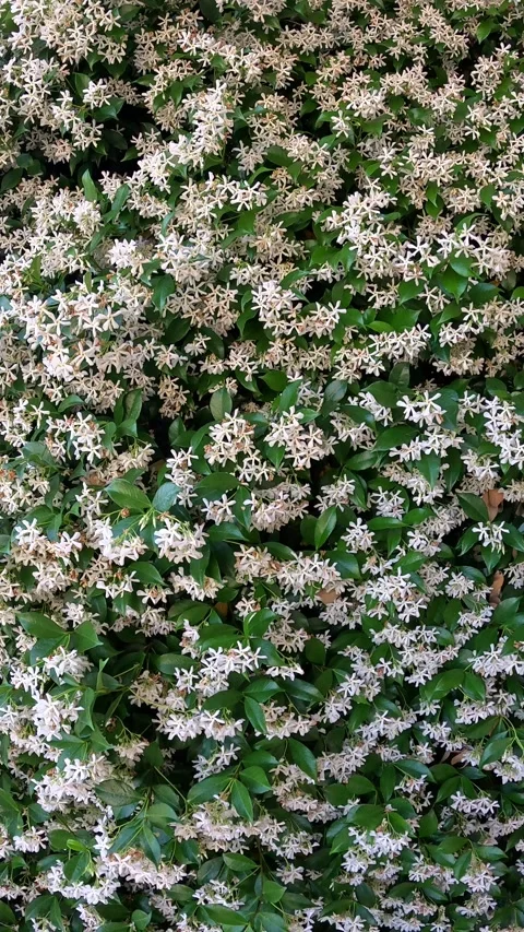 Jasminum Stock Footage 280048102